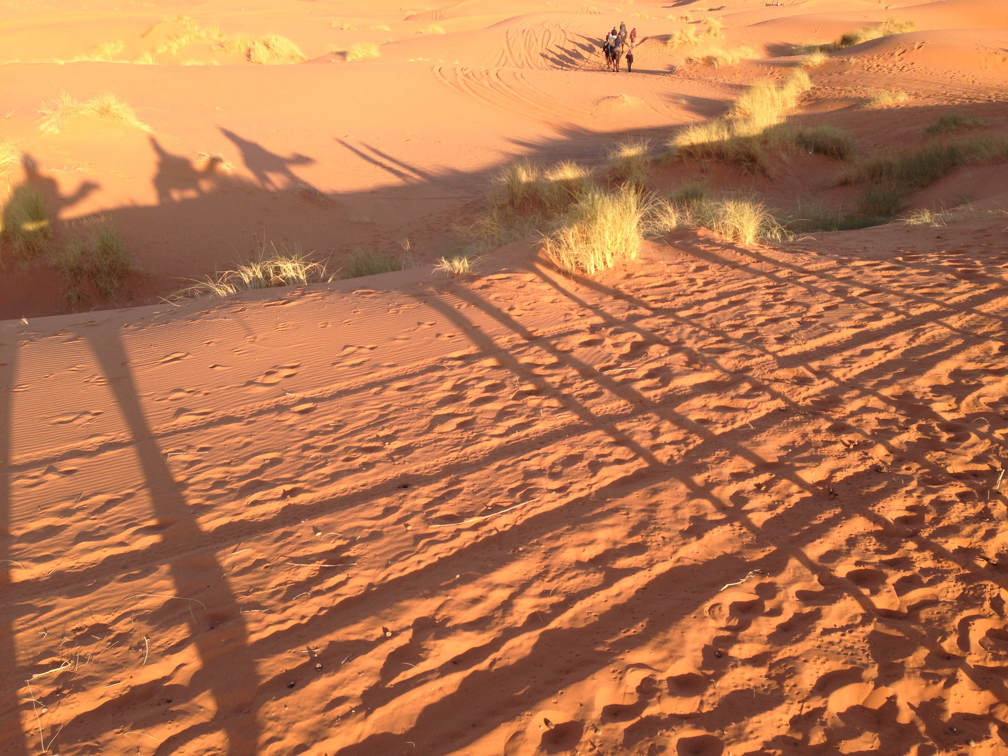 camel shadows on sahara desert sand