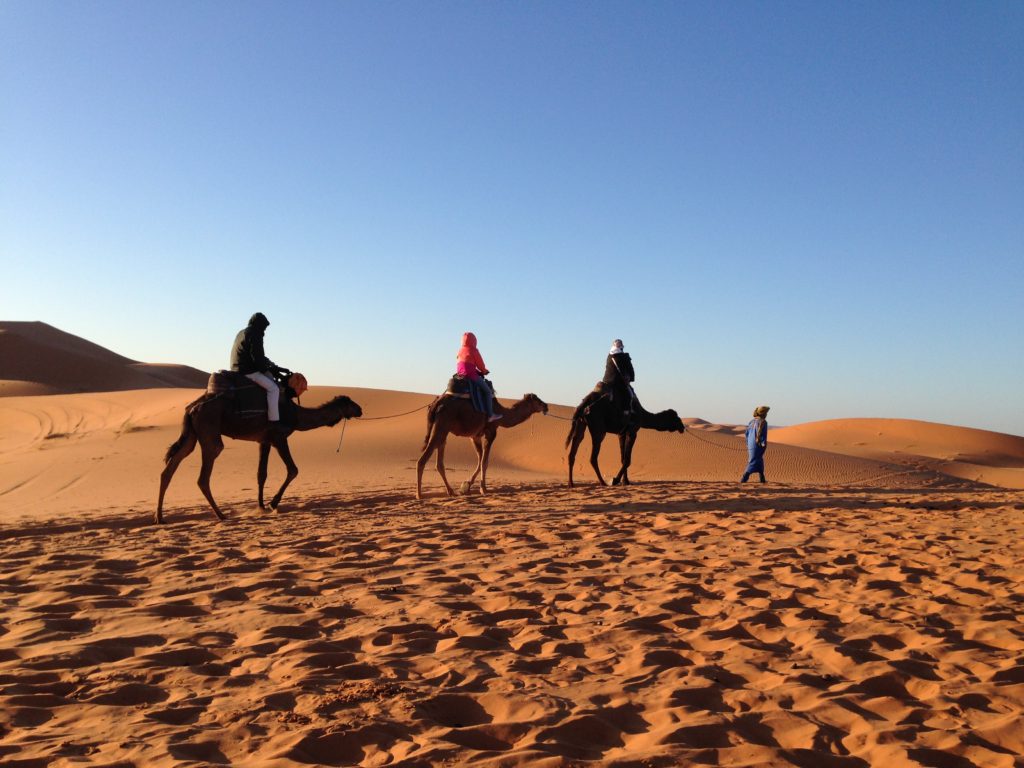 riding camels